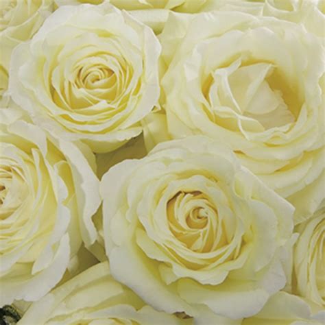 Vitality Roses Florabundance Wholesale Flowers
