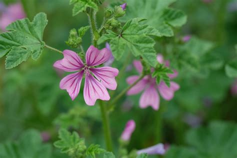 https://planteset.com/floraison/malva-sylvestris/