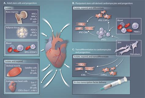 Human Stem Cells For Modeling Heart Disease And For Drug Discovery