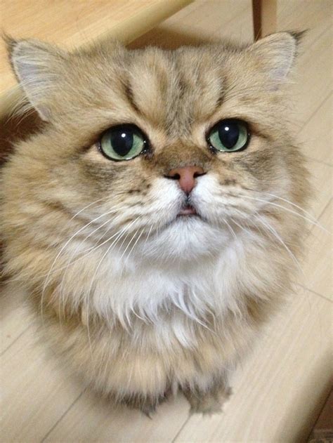 The Disappointed Cat Is Your New Favorite Cat 10 Pics Amazing Creatures