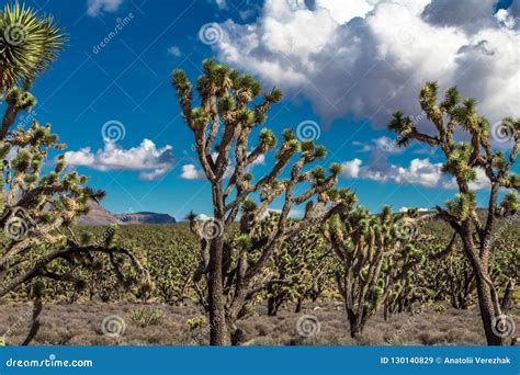 Joshua Trees Forest In Arizona Desert Stock Image Image Of Cactus