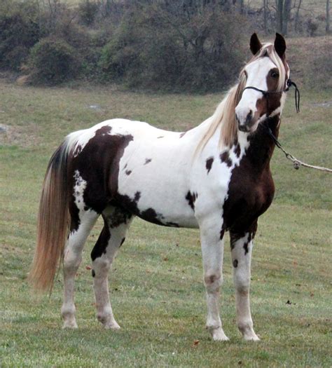 spotted saddle horse breed information history  pictures