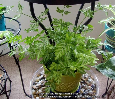 Diese pflanze von araflora ist ein muss für jeden liebhaber exotischer pflanzen. Photo of the entire plant of Silver Lace Fern (Pteris ...