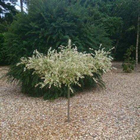 Now all that i need to do is plant them in the yard to replace some of the willows that didn't make it through the summer. Salix integra 'Hakuro-nishiki' syn. Salix integra 'Nishiki ...