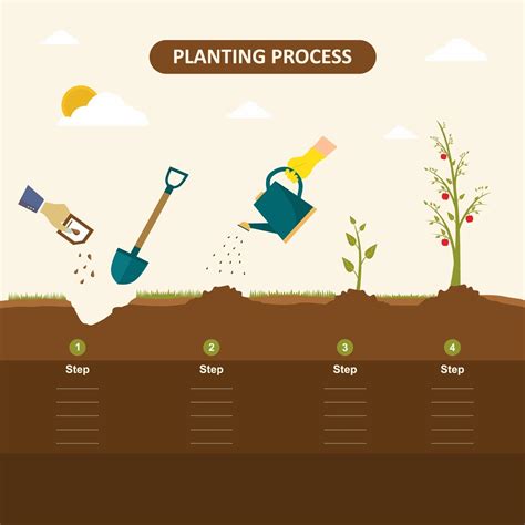 Planting Seed Sprout In Ground How To Grow Tree From The Seed In The