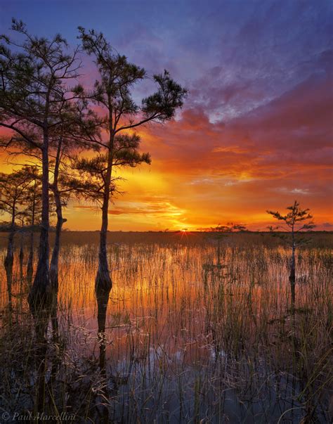 Cypress Sunset Everglades National Park Florida