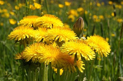 Yellow Dandelions Blooming On Meadow Free Image Download