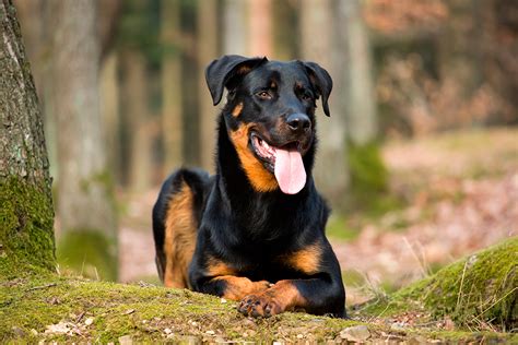 The beauceron, also known as the bas rouge, the beauce shepherd, the berger de beauce and the french shorthaired shepherd, is the largest of the french sheepherding dogs. Descubre la raza Beauceron - Fuerte y protector