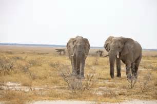 Reclusive Old African Elephants Loxodonta Africana Bush In The Etosha