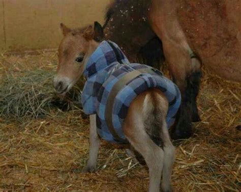 Omg Too Much Cuteness Baby Horses Equine Inspiration