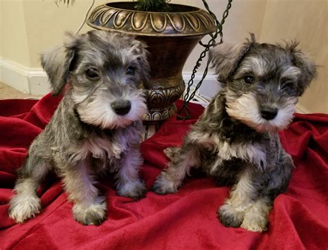 30 HQ Images Miniature Schnauzer Puppies For Sale In Pa Toy Schnoodle