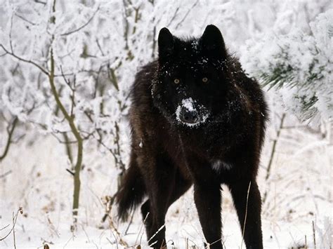 Find the best wolf wallpaper on wallpapertag. Black Wolf Wallpapers Hd Cool Phone Backgrounds Amazing Best Hd ... Desktop Background