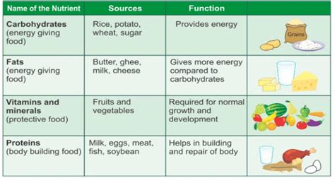 Sources Of Food That Possess The Nutrients Download Scientific Diagram