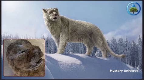 Extinct Cave Lions Almost Perfectly Preserved Discovered In Siberia