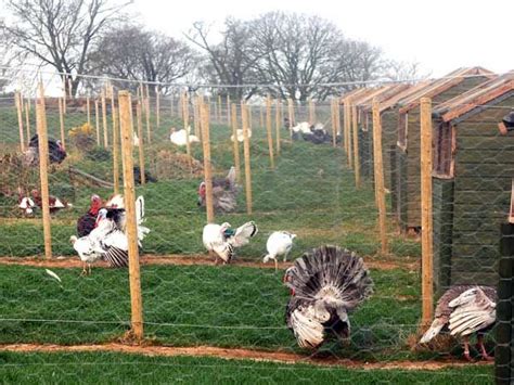 breed groups of turkeys backyard chicken farming turkey breeds urban chickens