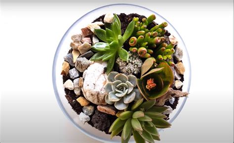 Create this easy dough bowl succulent planter in less than 10 minutes using real or faux succulents. Succulent in a Glass Bowl | Succulent Arrangement Bowl Ideas