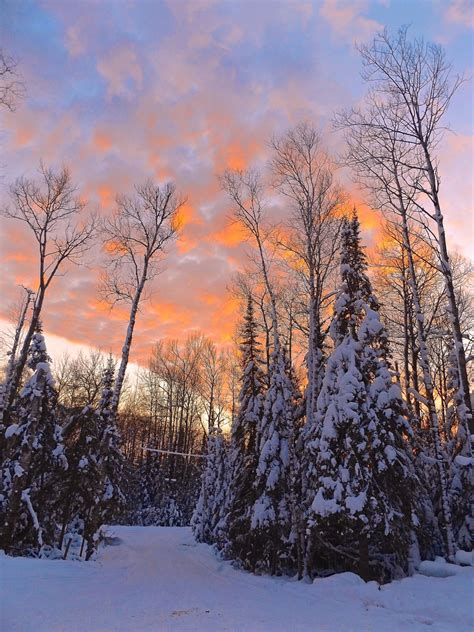 Free Images Tree Nature Forest Branch Snow Sky Sunset Morning