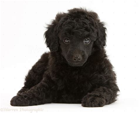 Dog Black Toy Poodle Pup 7 Weeks Old Photo Wp27483
