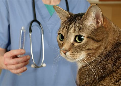 In nyc specifically, your cat must receive its first rabies shot no later than four months of age. Finding Free or Low Cost Pet Clinics in Florida? | ThriftyFun
