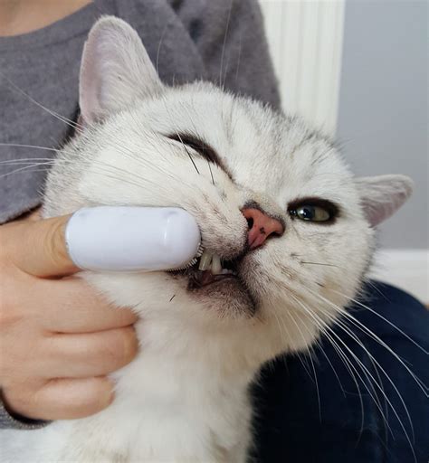 Brushing Your Cats Teeth Will It Help The Cat Doctor