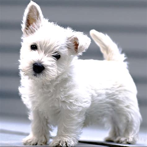 Are Terrier Dogs All Small Breeds Dog Bread