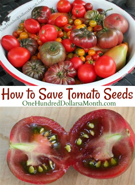 How To Save Tomato Seeds One Hundred Dollars A Month