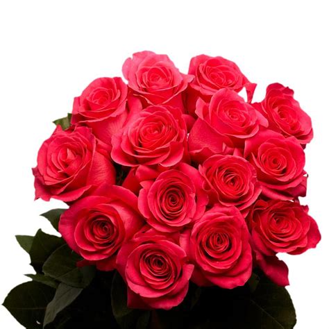 Globalrose 2 Dozen Hot Pink Roses Vars 2 Dozen Hot Pink Roses The