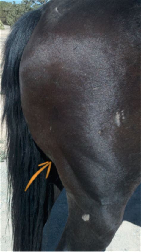 fibrotic myopathy horse side vet guide