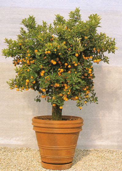 Dwarf Valencia Orange Tree Potted For Easy Movement
