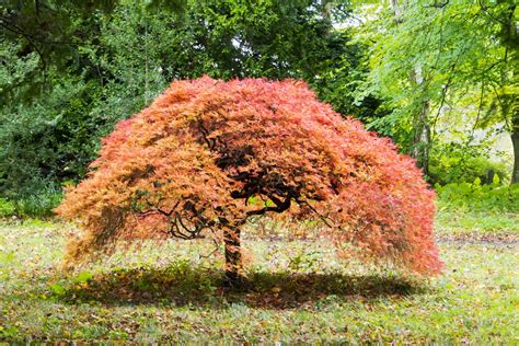 Small Ornamental Trees Best Small Trees For Small Spaces In Northern