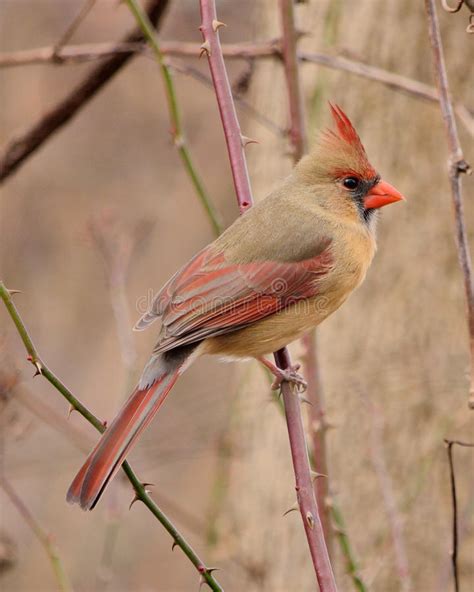 Female Cardinal On Snowy Tree Branch Stock Image Image Of Bird Birds