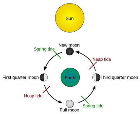 How Does The Moon Affect The Tides Hubpages