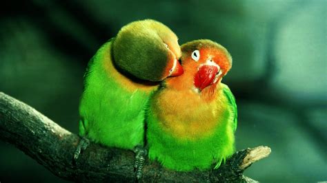 Birds Kissing Most Beautiful Picture