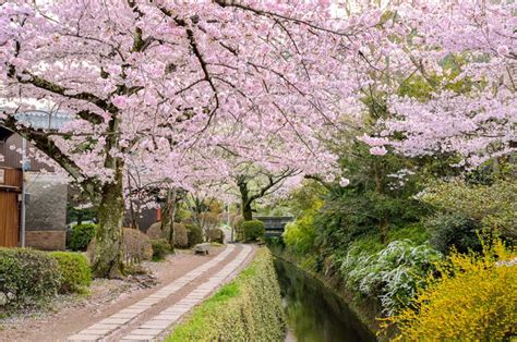 56732 12 3 4 5 6 7 8 9 10. 京都・哲学の道の桜を見に行くバス・新幹線ツアー | 桜特集2021