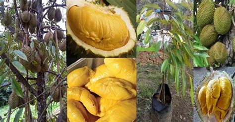 Esensi pendekatan saintifik/ pendekatan ilmiah. Cara Menanam Benih Durian Musang King Yang Betul | BERANI ...