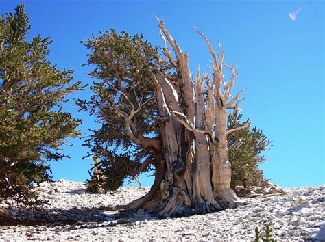 Bristlecone Pines The Oldest Trees On Earth Amusing Planet