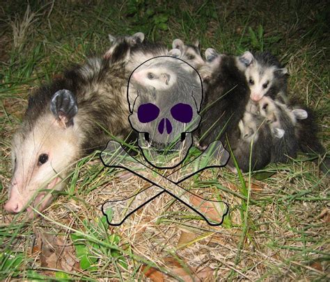 How To Get Rid Of Possums In 11 Ways Pest Wiki