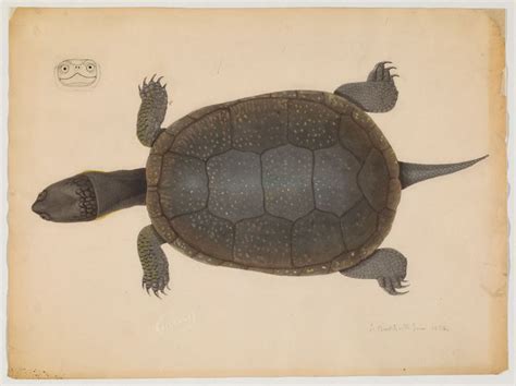 Turtle Top View And Cross Section Of Head June 1854 Turtle