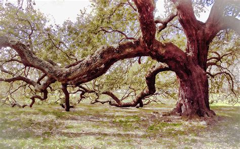 Emancipation Oak Tree Branches At Hampton University Photograph By Ola