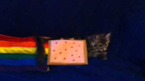 Real Life Nyan Cat Youtube