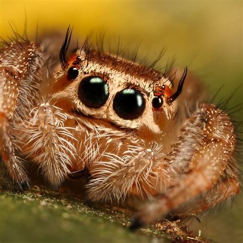 Special nutritional supplements for feeders (like. Do you like roly polies? - Page 3 - Spring RTS Engine