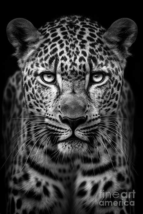 Leopard Front Portrait Digital Art By Delphimages Photo Creations