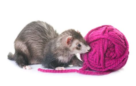 Mink Vs Ferret 7 Differences With Pictures The Pet Savvy