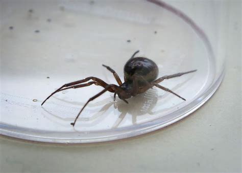 Black widows can be found throughout the united states but are most common in warmer and drier the victim of a black widow spider's bite usually feels it right away, and there may be fang marks and swelling. Actress bitten by false widow spider left with CRATER in ...