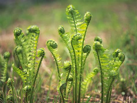 I've recently had some worries with my maidenhair fern as she has begun developing black spots on the back of her leaves over the past few months. Ferns That Grow in Michigan | eHow