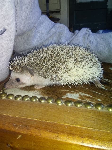 A wide variety of hedgehog pet for sale options are available to you, such as material, feature, and toys type. Hedgehog Animals For Sale | Richmond, TX #316193 | Petzlover