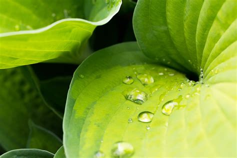 Green Leaves Plants Nature Leaves Water Drops Hd Wallpaper