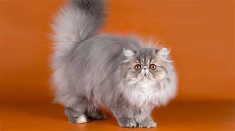 Persian Cats History Appearance Personality
