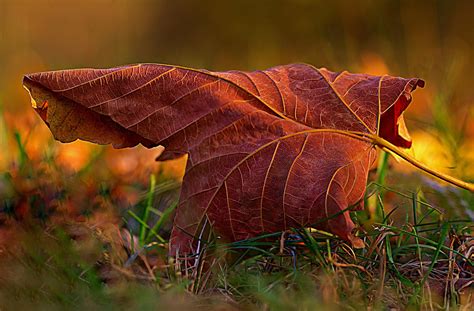 Brief And Entries Dead Leaves In Colour Nature Photo Contest