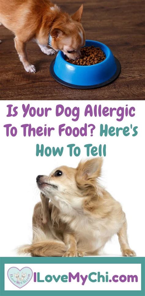 Is Your Dog Allergic To Their Food Heres How To Tell I Love My Chi